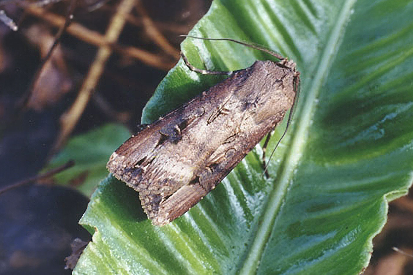 moth on corn leaf